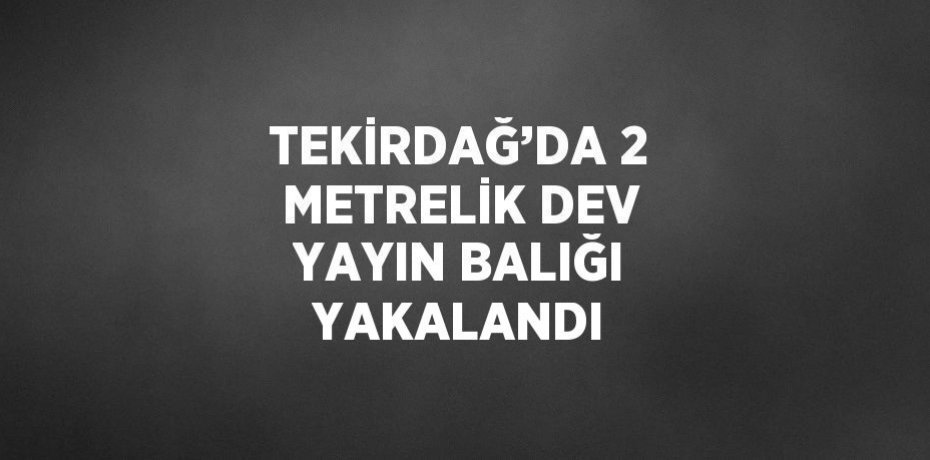 TEKİRDAĞ’DA 2 METRELİK DEV YAYIN BALIĞI YAKALANDI