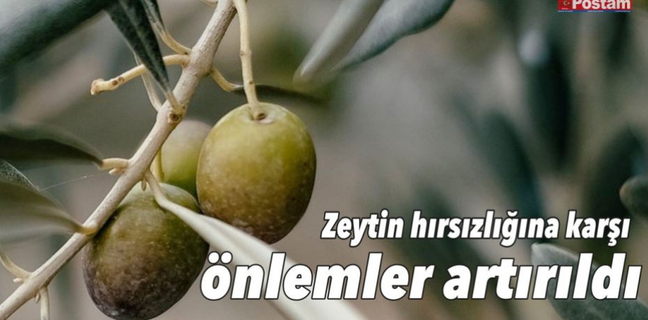 Zeytin hırsızlığına karşı önlemler artırıldı