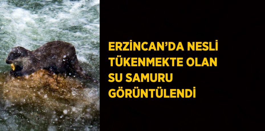 ERZİNCAN’DA NESLİ TÜKENMEKTE OLAN SU SAMURU GÖRÜNTÜLENDİ