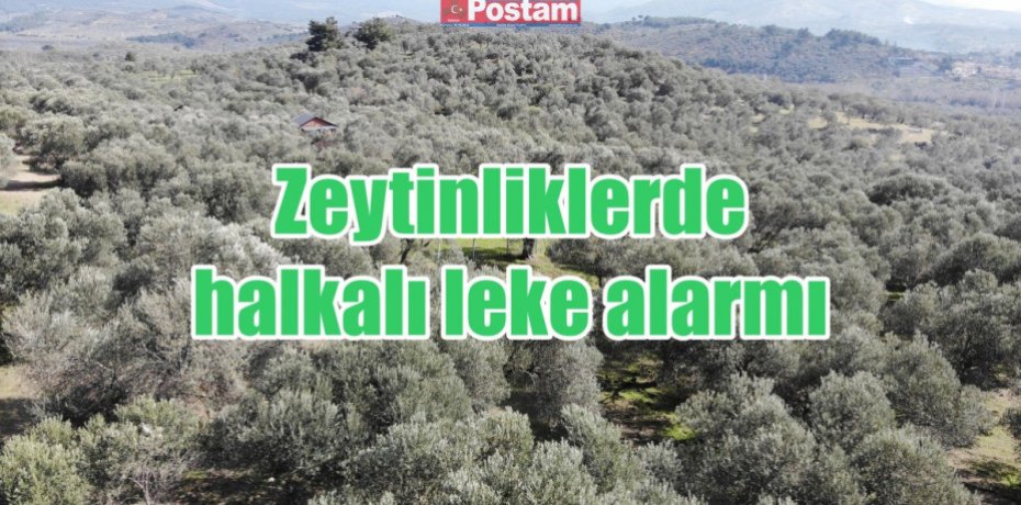 Zeytinliklerde halkalı leke alarmı