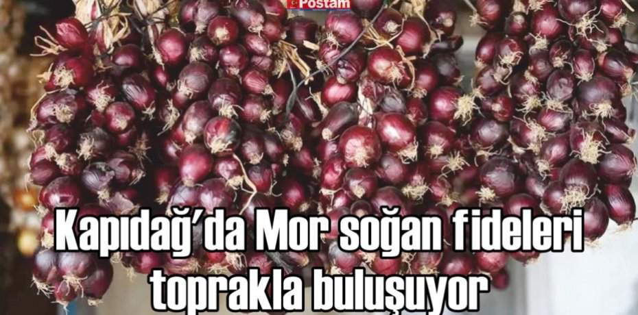 Kapıdağ'da Mor soğan fideleri toprakla buluşuyor