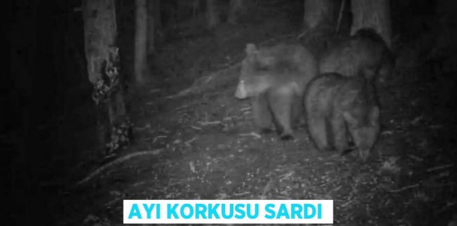 AYI KORKUSU SARDI