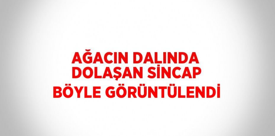 AĞACIN DALINDA DOLAŞAN SİNCAP BÖYLE GÖRÜNTÜLENDİ