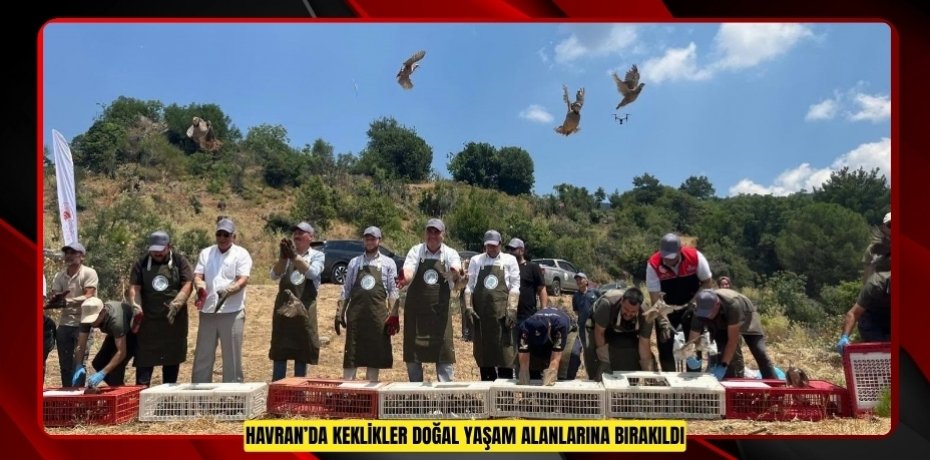 Havran’da keklikler doğal yaşam alanlarına bırakıldı  