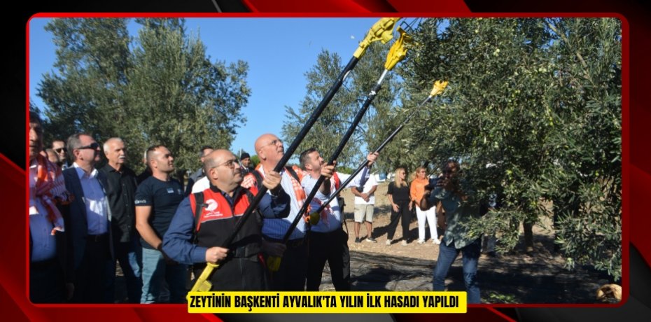 Zeytinin başkenti Ayvalık'ta yılın ilk hasadı yapıldı  