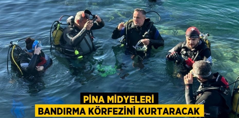 PİNA MİDYELERİ BANDIRMA KÖRFEZİNİ KURTARACAK