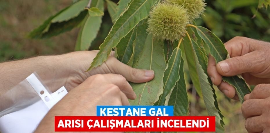Kestane Gal Arısı çalışmaları incelendi