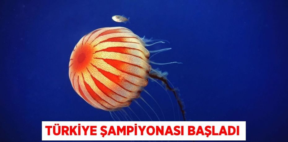 Türkiye şampiyonası başladı
