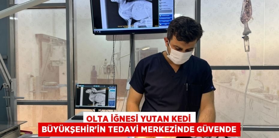 Olta iğnesi yutan kedi Büyükşehir’in tedavi merkezinde güvende