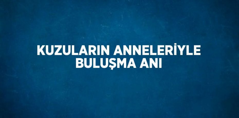 KUZULARIN ANNELERİYLE BULUŞMA ANI