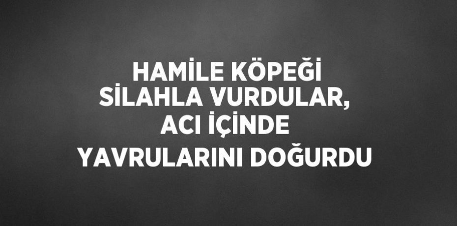 HAMİLE KÖPEĞİ SİLAHLA VURDULAR, ACI İÇİNDE YAVRULARINI DOĞURDU