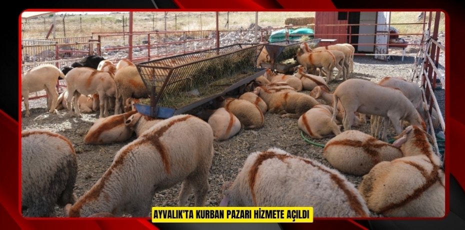 Ayvalık'ta kurban pazarı hizmete açıldı  