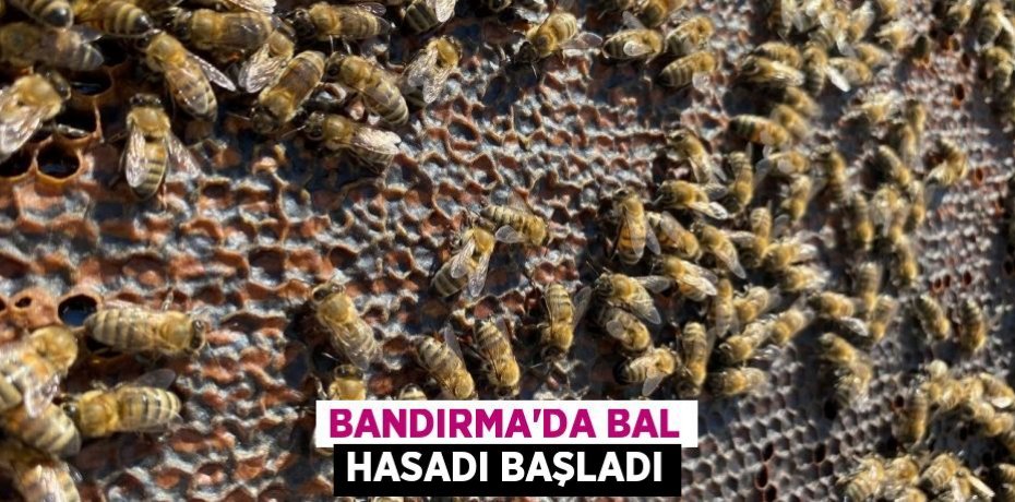 Bandırma'da bal hasadı başladı