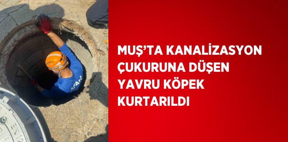 MUŞ’TA KANALİZASYON ÇUKURUNA DÜŞEN YAVRU KÖPEK KURTARILDI