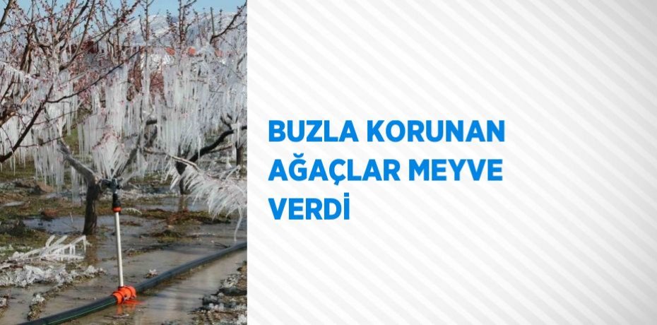 BUZLA KORUNAN AĞAÇLAR MEYVE VERDİ