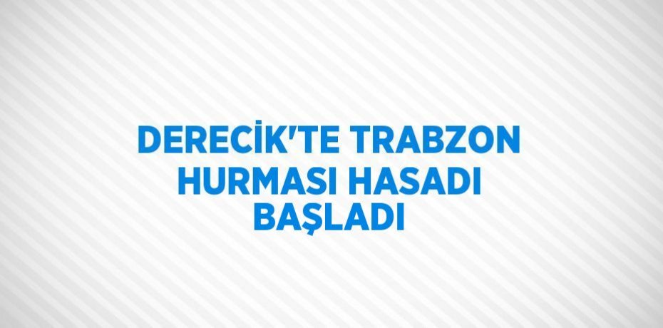 DERECİK’TE TRABZON HURMASI HASADI BAŞLADI
