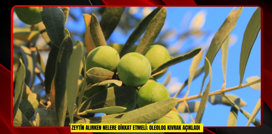  Zeytin alırken nelere dikkat etmeli; Oleolog Kıvrak açıkladı  