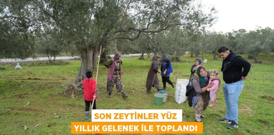 Son zeytinler yüz yıllık gelenek ile toplandı