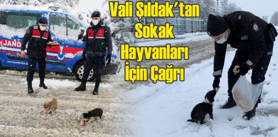 Vali Şıldak'tan Sokak Hayvanları İçin Çağrı