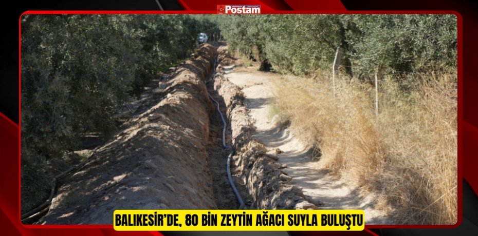 Balıkesir’de, 80 bin zeytin ağacı suyla buluştu