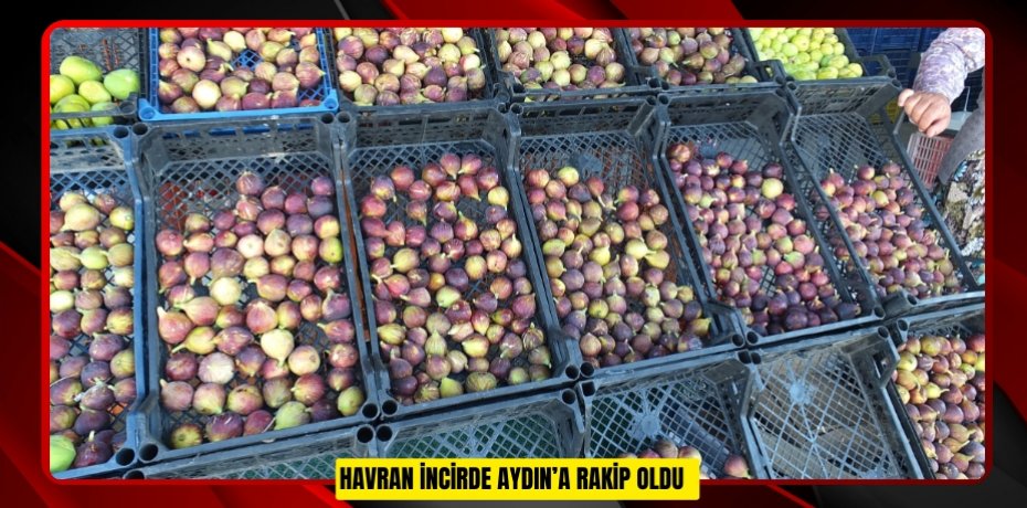 Havran incirde Aydın’a rakip oldu  