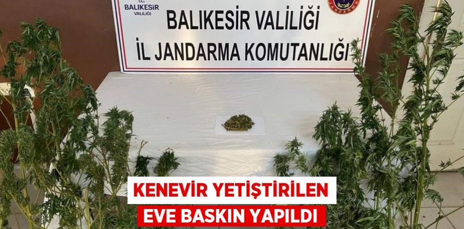 Kenevir yetiştirilen eve baskın yapıldı