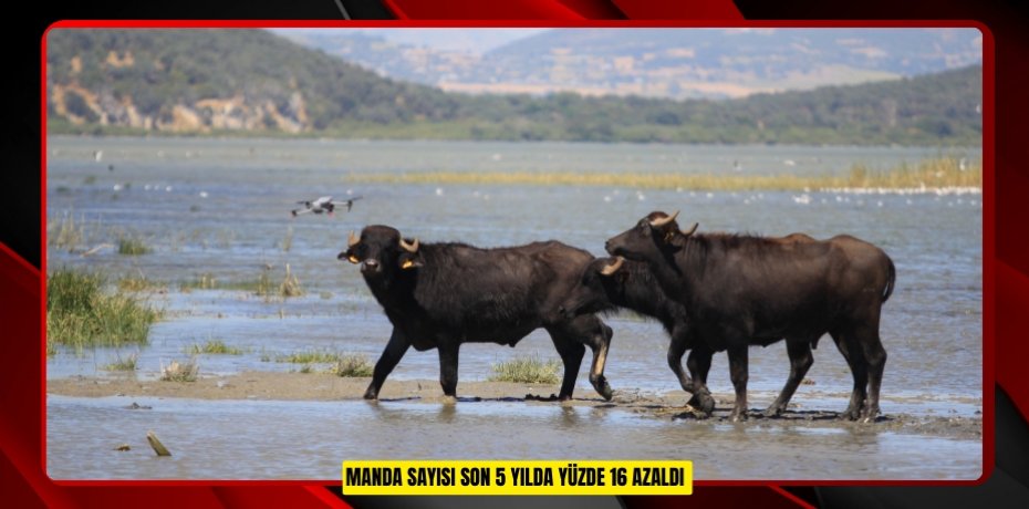 Manda sayısı son 5 yılda yüzde 16 azaldı  