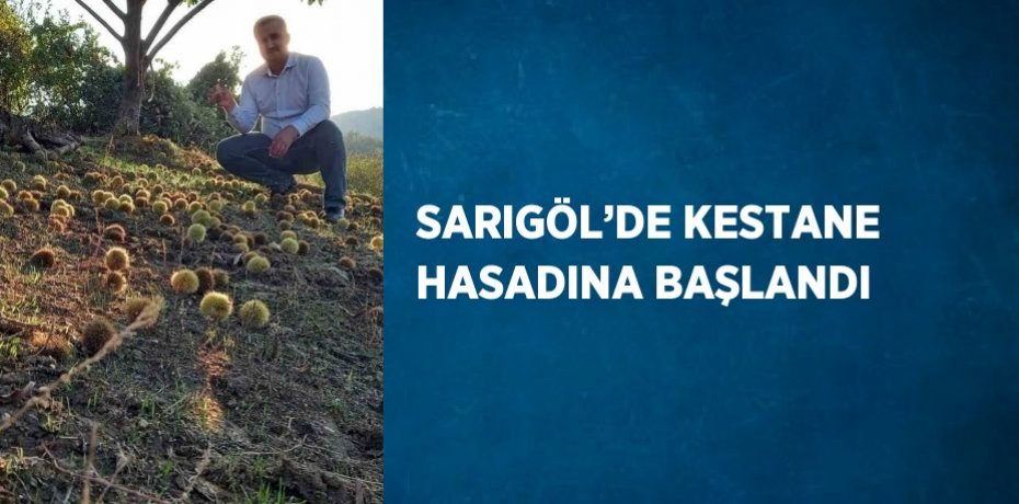 SARIGÖL’DE KESTANE HASADINA BAŞLANDI