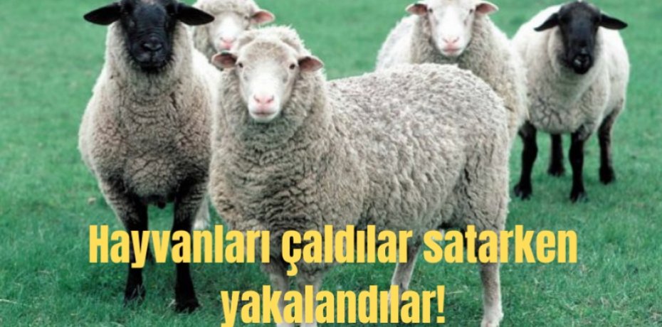 Hayvanları çaldılar satarken yakalandılar!