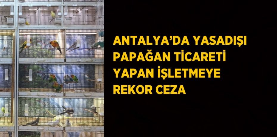 ANTALYA’DA YASADIŞI PAPAĞAN TİCARETİ YAPAN İŞLETMEYE REKOR CEZA