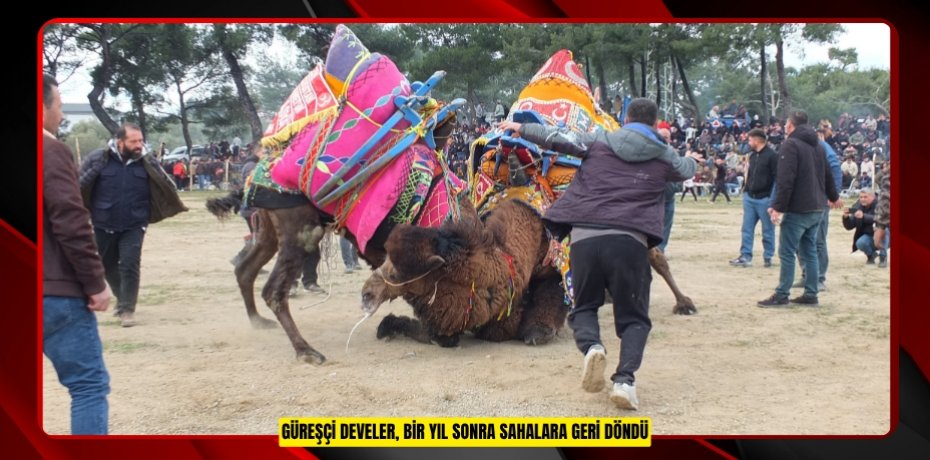 Güreşçi develer, bir yıl sonra sahalara geri döndü
