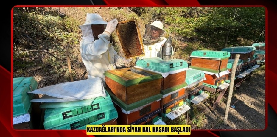 Kazdağları'nda siyah bal hasadı başladı
