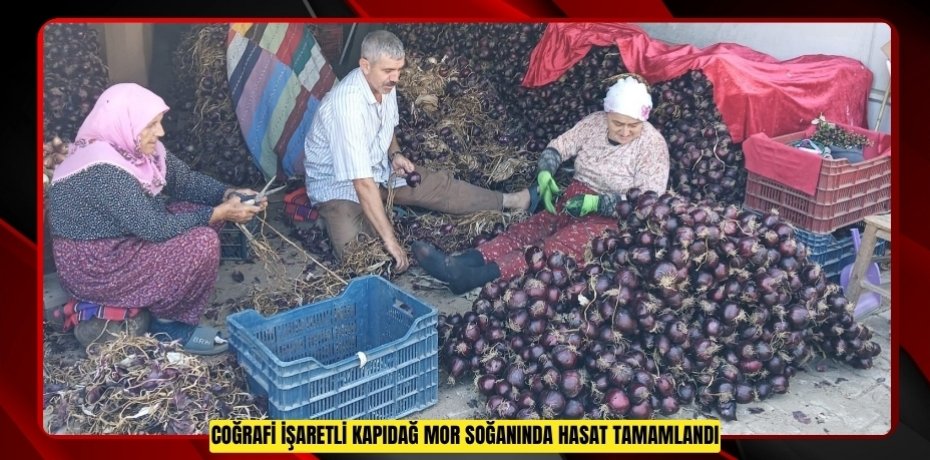 Coğrafi işaretli Kapıdağ mor soğanında hasat tamamlandı  