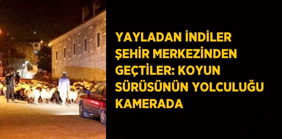 YAYLADAN İNDİLER ŞEHİR MERKEZİNDEN GEÇTİLER: KOYUN SÜRÜSÜNÜN YOLCULUĞU KAMERADA