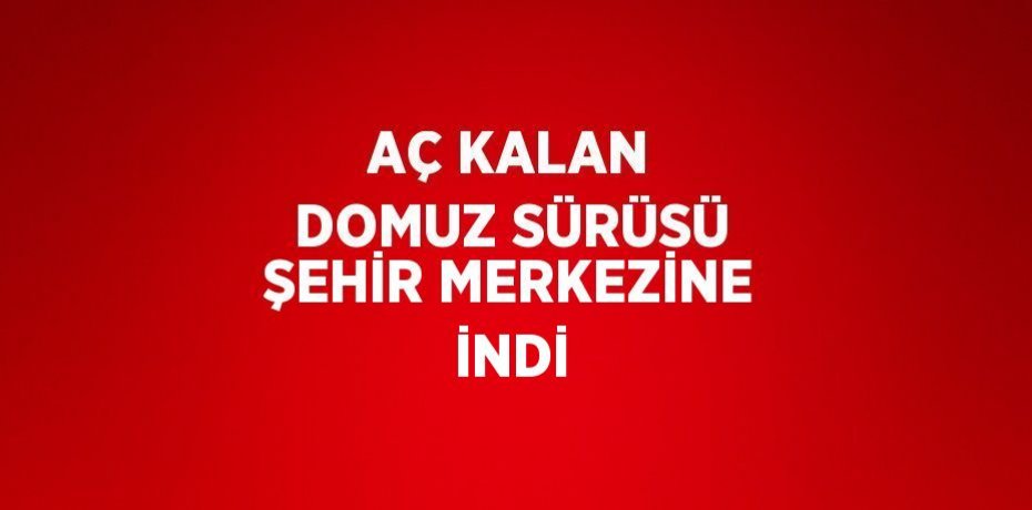 AÇ KALAN DOMUZ SÜRÜSÜ ŞEHİR MERKEZİNE İNDİ