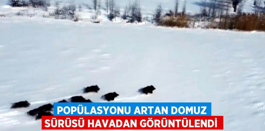 POPÜLASYONU ARTAN DOMUZ SÜRÜSÜ HAVADAN GÖRÜNTÜLENDİ
