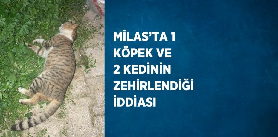 MİLAS’TA 1 KÖPEK VE 2 KEDİNİN ZEHİRLENDİĞİ İDDİASI