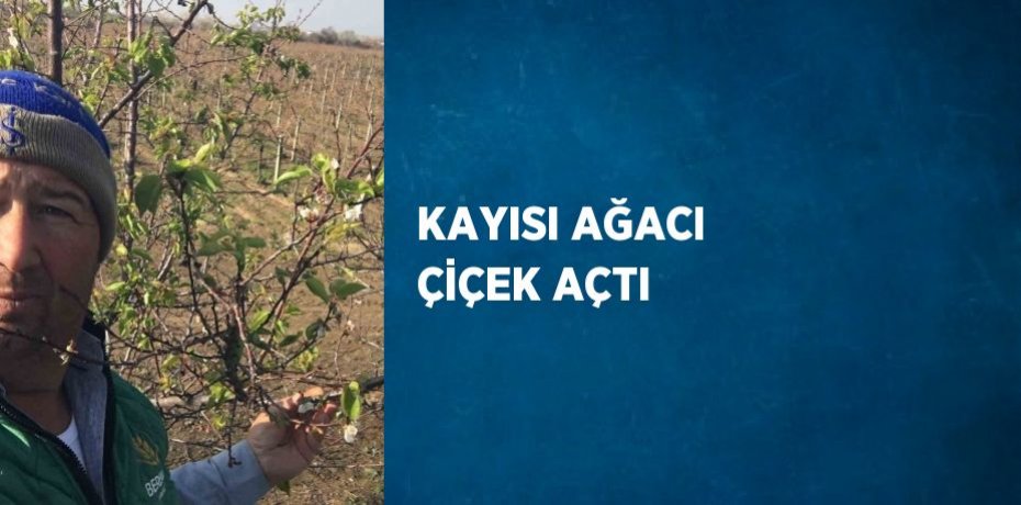 KAYISI AĞACI ÇİÇEK AÇTI