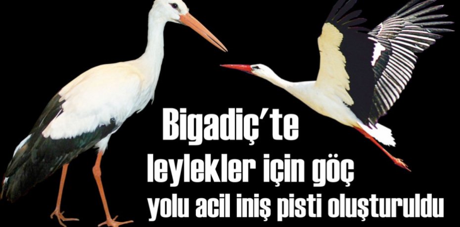 Bigadiç’te leylekler için göç yolu acil iniş pisti oluşturuldu