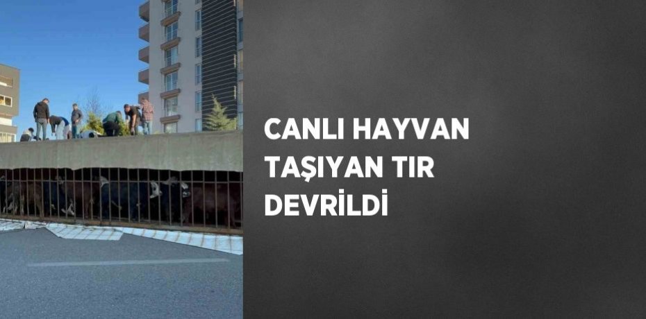 CANLI HAYVAN TAŞIYAN TIR DEVRİLDİ