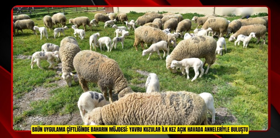 BAÜN UYGULAMA ÇİFTLİĞİNDE BAHARIN MÜJDESİ: YAVRU KUZULAR İLK KEZ AÇIK HAVADA ANNELERİYLE BULUŞTU