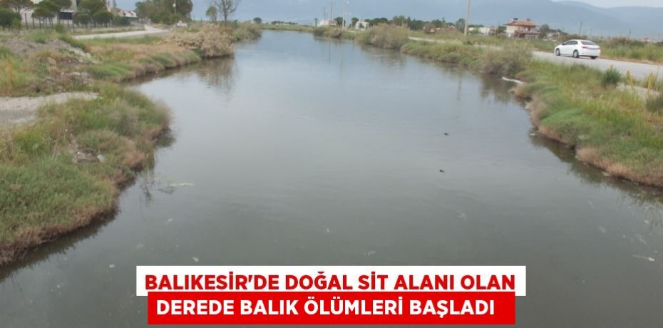 Balıkesir'de doğal sit alanı olan derede balık ölümleri başladı  