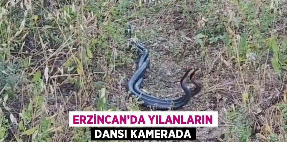 ERZİNCAN’DA YILANLARIN DANSI KAMERADA