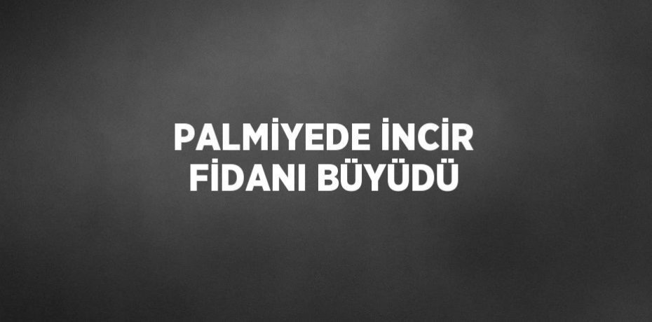 PALMİYEDE İNCİR FİDANI BÜYÜDÜ