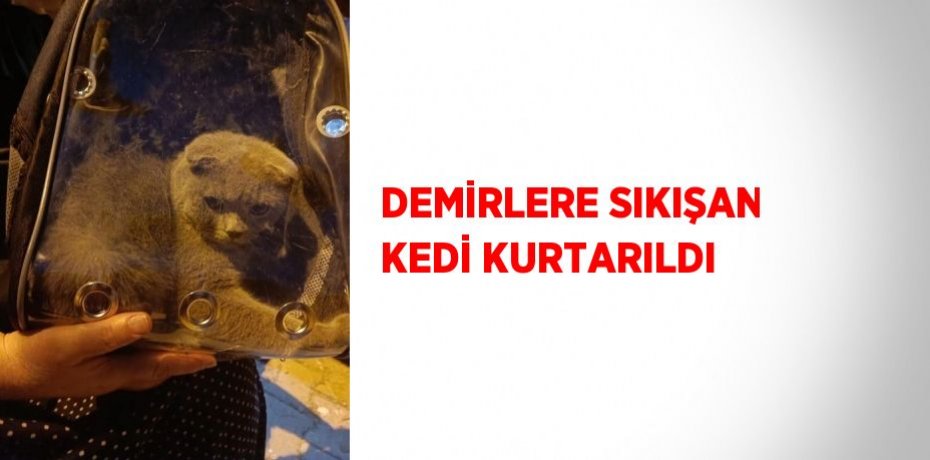 DEMİRLERE SIKIŞAN KEDİ KURTARILDI