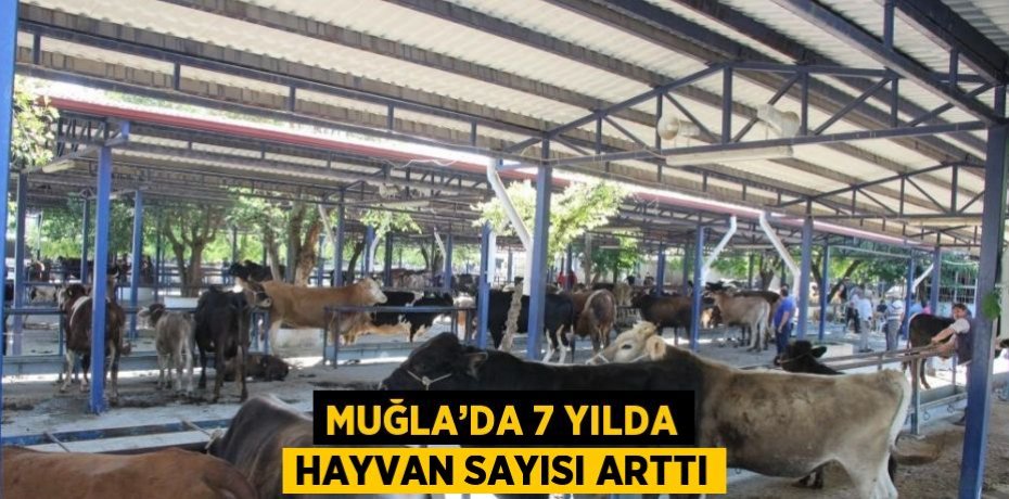 MUĞLA’DA 7 YILDA HAYVAN SAYISI ARTTI