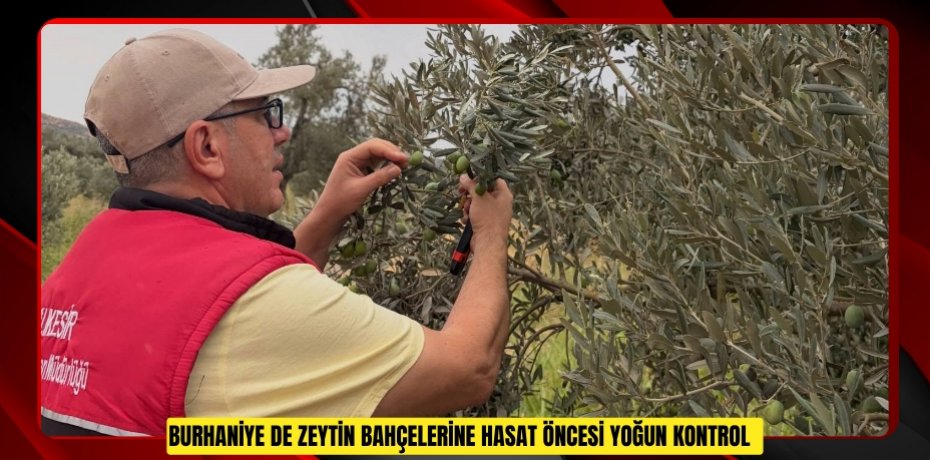 Burhaniye de zeytin bahçelerine hasat öncesi yoğun kontrol  