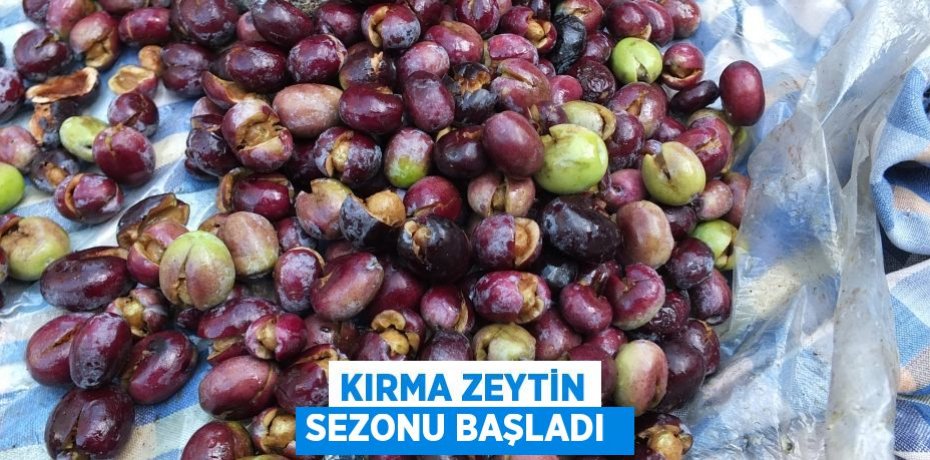 KIRMA ZEYTİN SEZONU BAŞLADI 