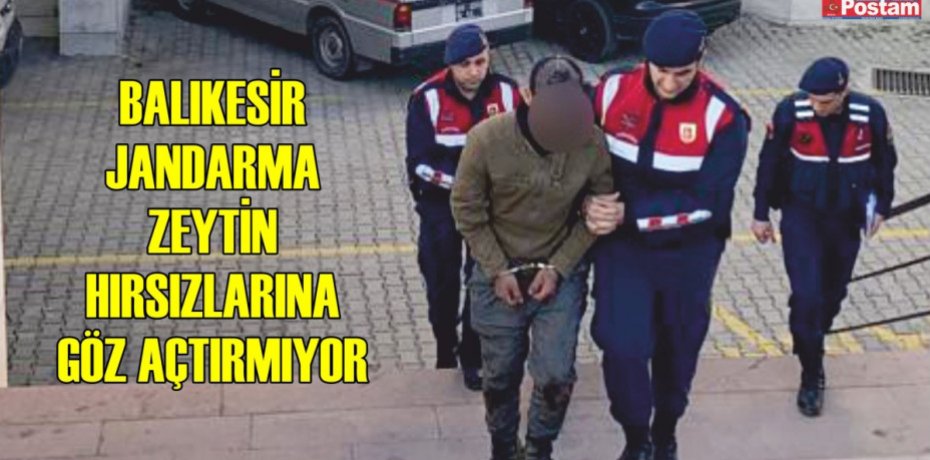 JANDARMA ZEYTİN HIRSIZLARINA GÖZ AÇTIRMIYOR