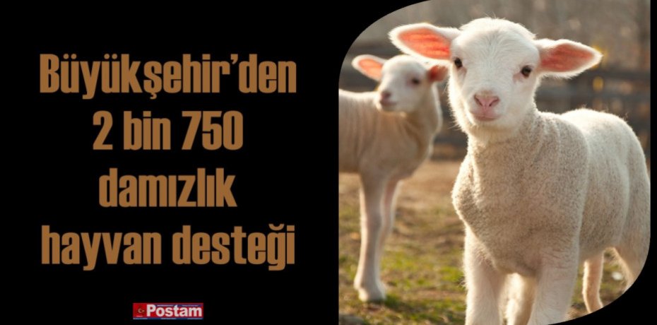 Büyükşehir’den 2 bin 750 damızlık hayvan desteği